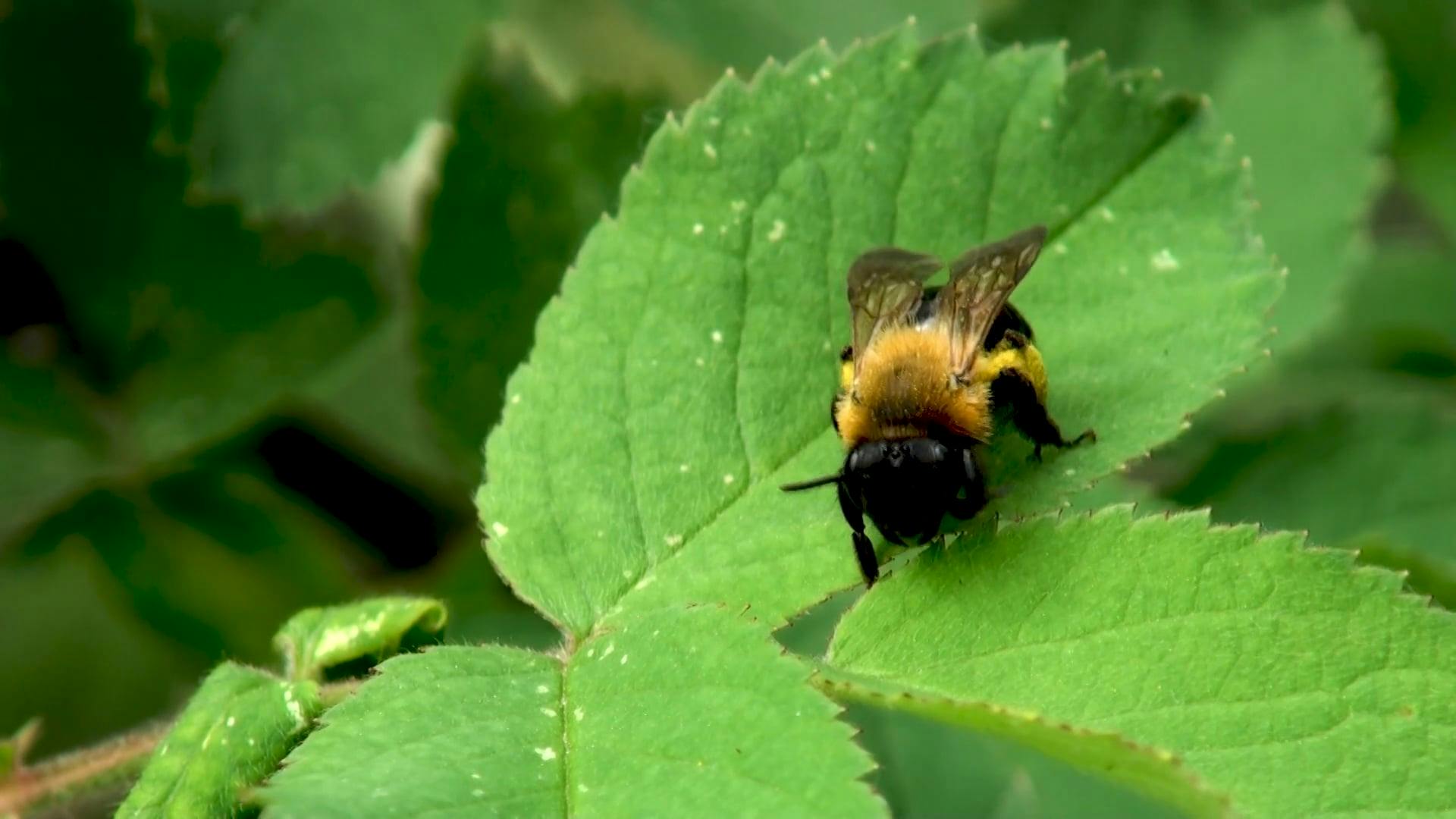 Video by Olena Ilinska