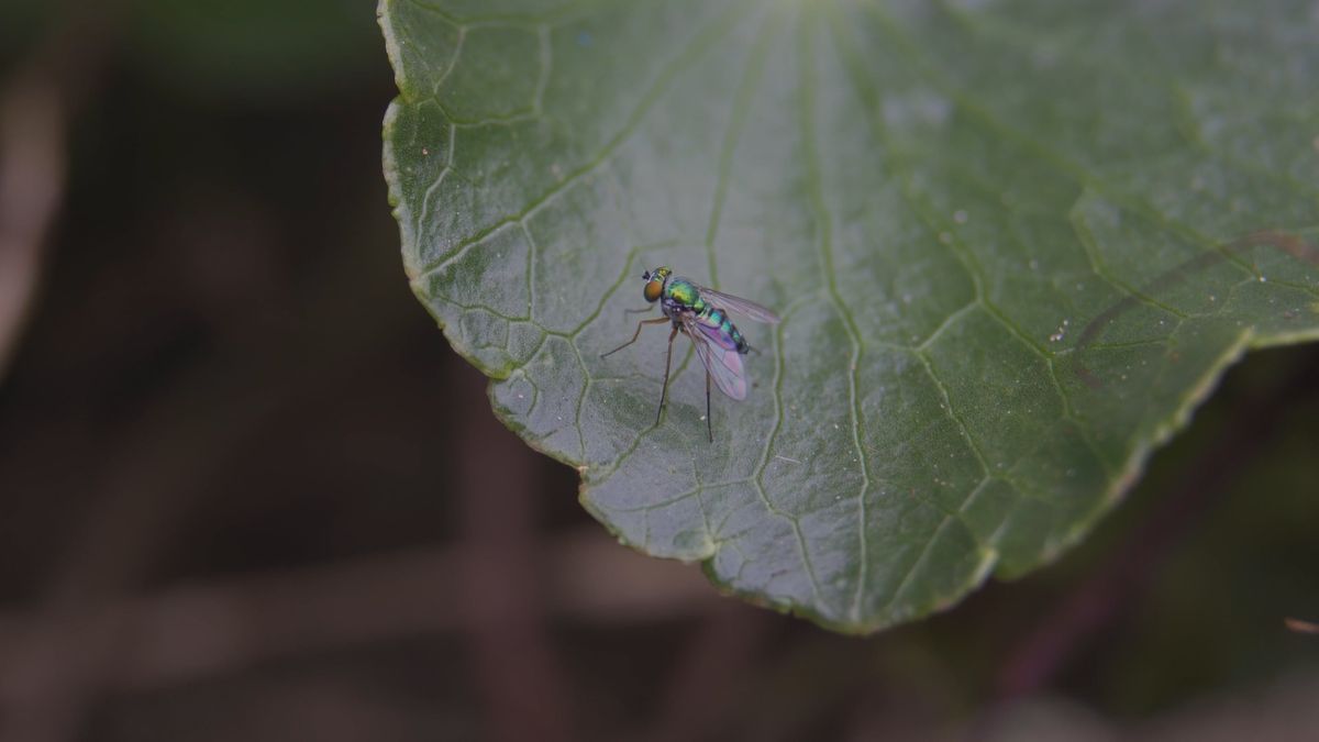 Close-up of Insect on Green Leaf at Dawn Free Stock Video Footage ...