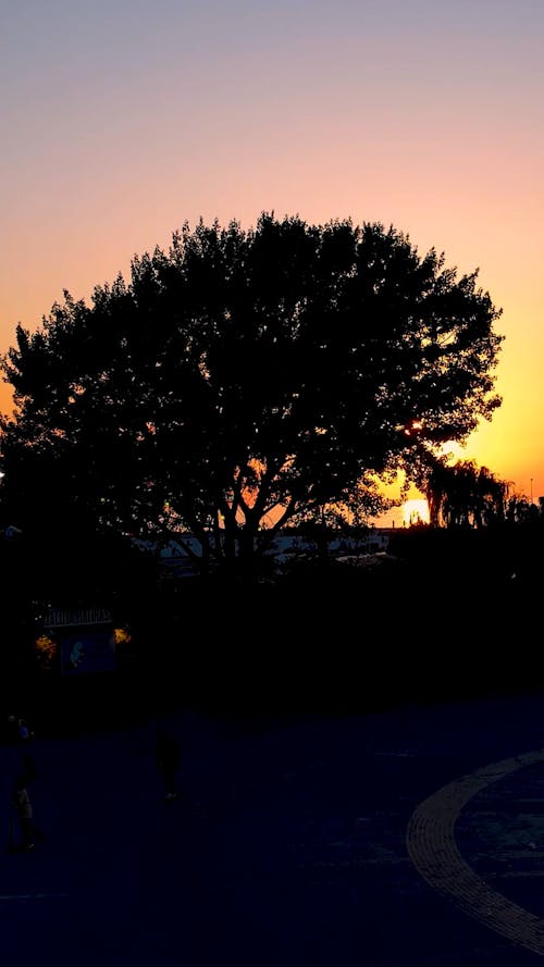 Silhouette of a Tree against a Sunset Sky 