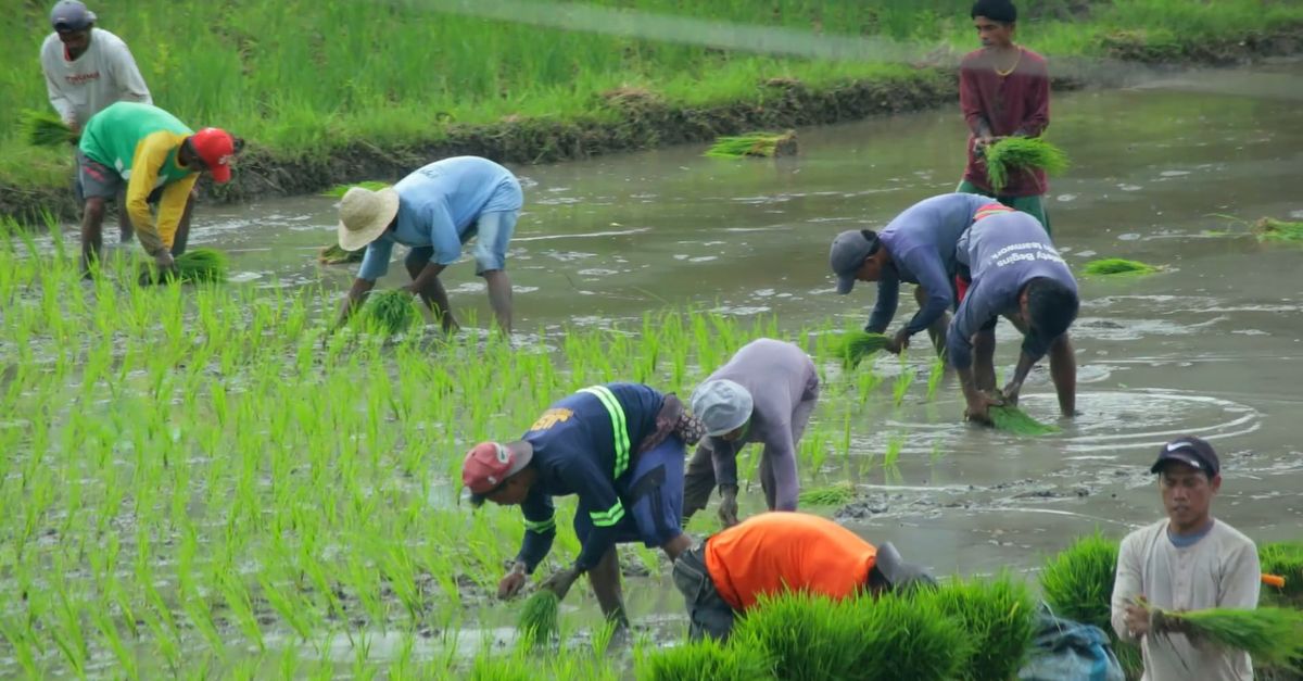 People Doing Rice People Working on Rice Field Free Stock Video Footage, Royalty-Free 4K ...