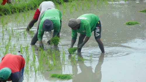 Farm Workers Harvesting Rice in a Flooded Field