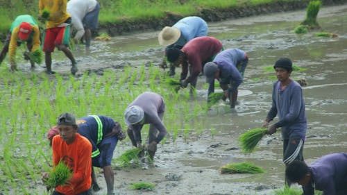 A Group of Farm Workers Harvesting Rice in a Flooded Field