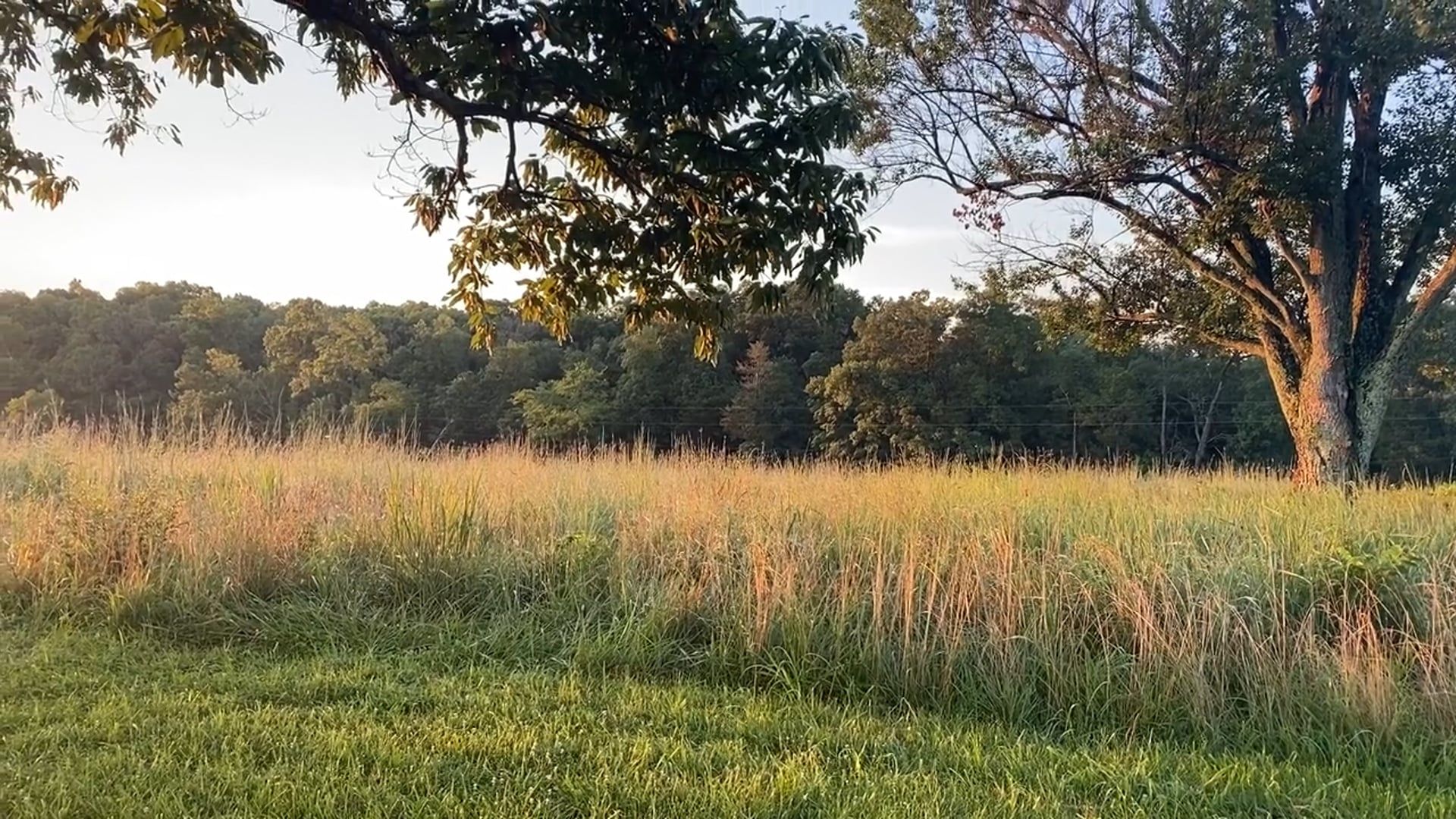A Young Woman Running In The Wheat Fields Free Stock Video Footage