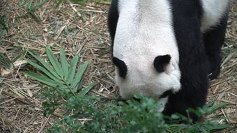 熊猫高清视频视频素材