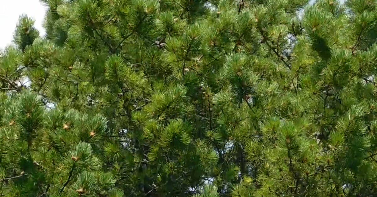 Spruce Tree · Free Stock Video