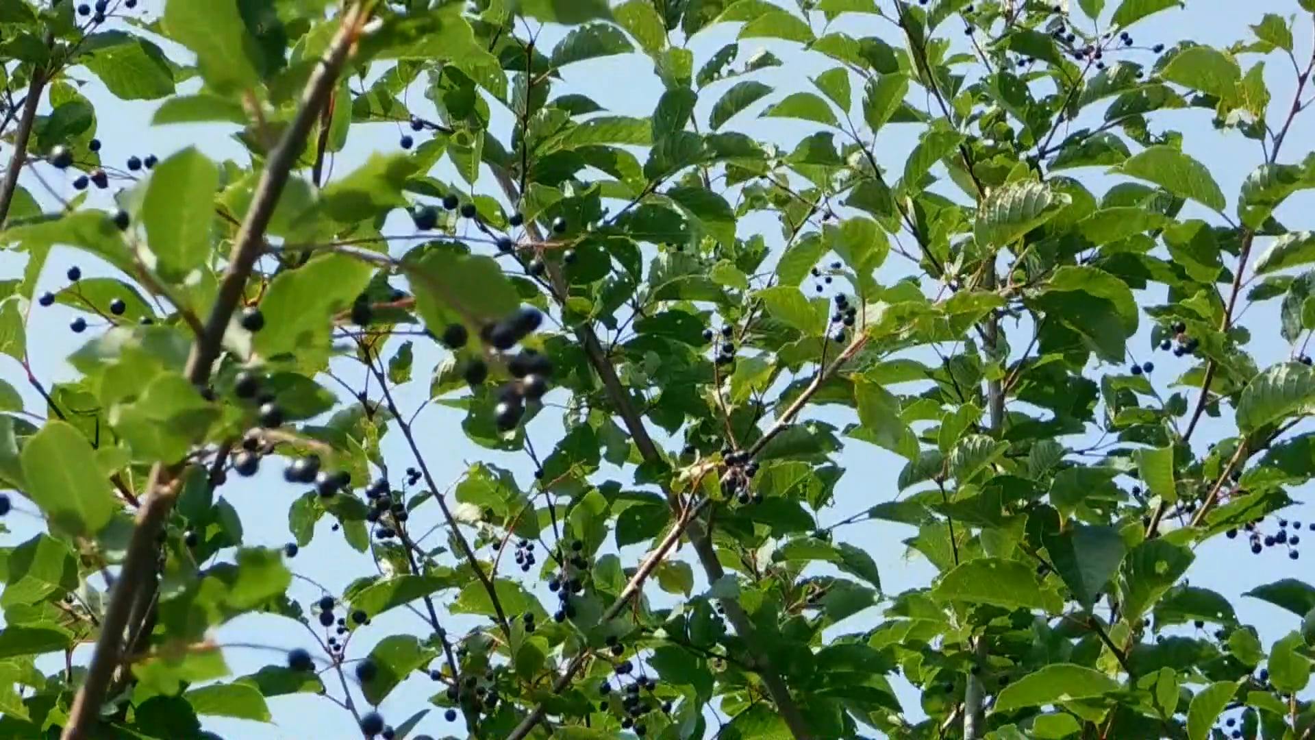 Black Berries on a Small Tree · Free Stock Video