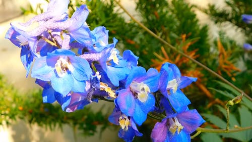 蓝色的花的特写视图