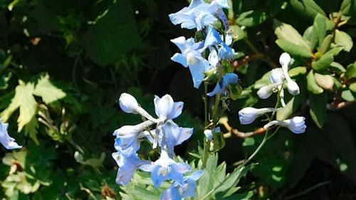 부드러운 푸른 꽃 꽃
