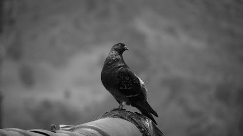 Close up of Pigeon