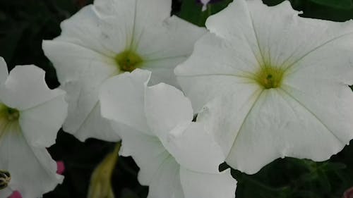 Białe Kwiaty W Pełnym Rozkwicie