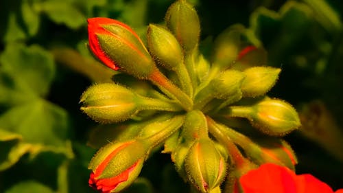 Close-Up Video Of Flower Buds