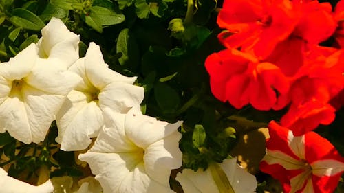 Close-Up Video of Petunia Flowers