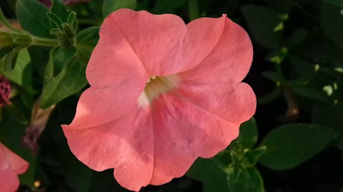 Video De Flor Rosa Pálido