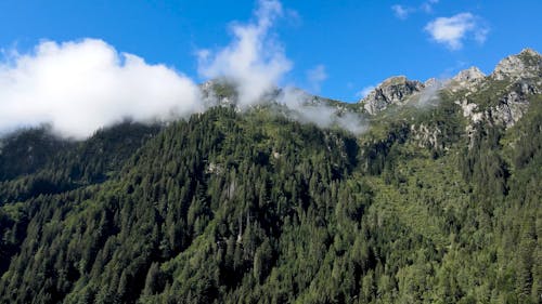 Forest in Mountains