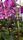 orchids
