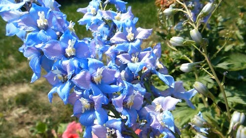 Close-up View Blue Flowers