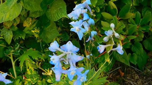 Video En Primer Plano De Hermosas Flores