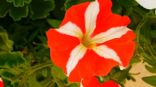 Close-Up Video of White And Red Petunia Flower