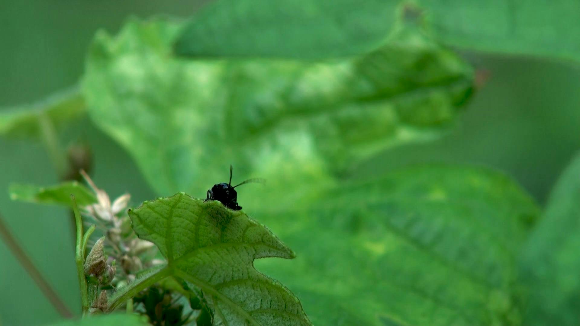 Video by Olena Ilinska