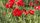 poppies