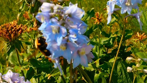 A Huge Bumble Bee 