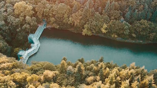 Trees around Dam on River