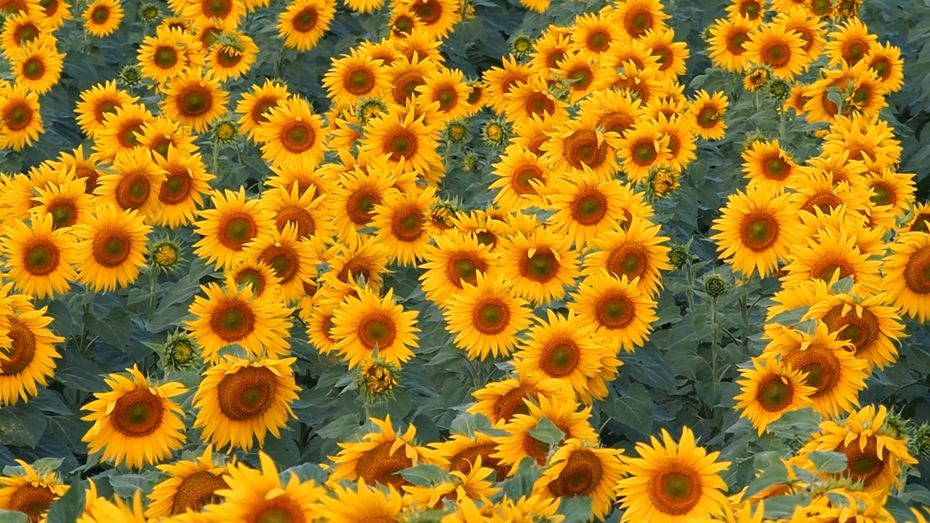 Close up of Sunflowers Free Stock Video Footage, Royalty-Free 4K & HD ...