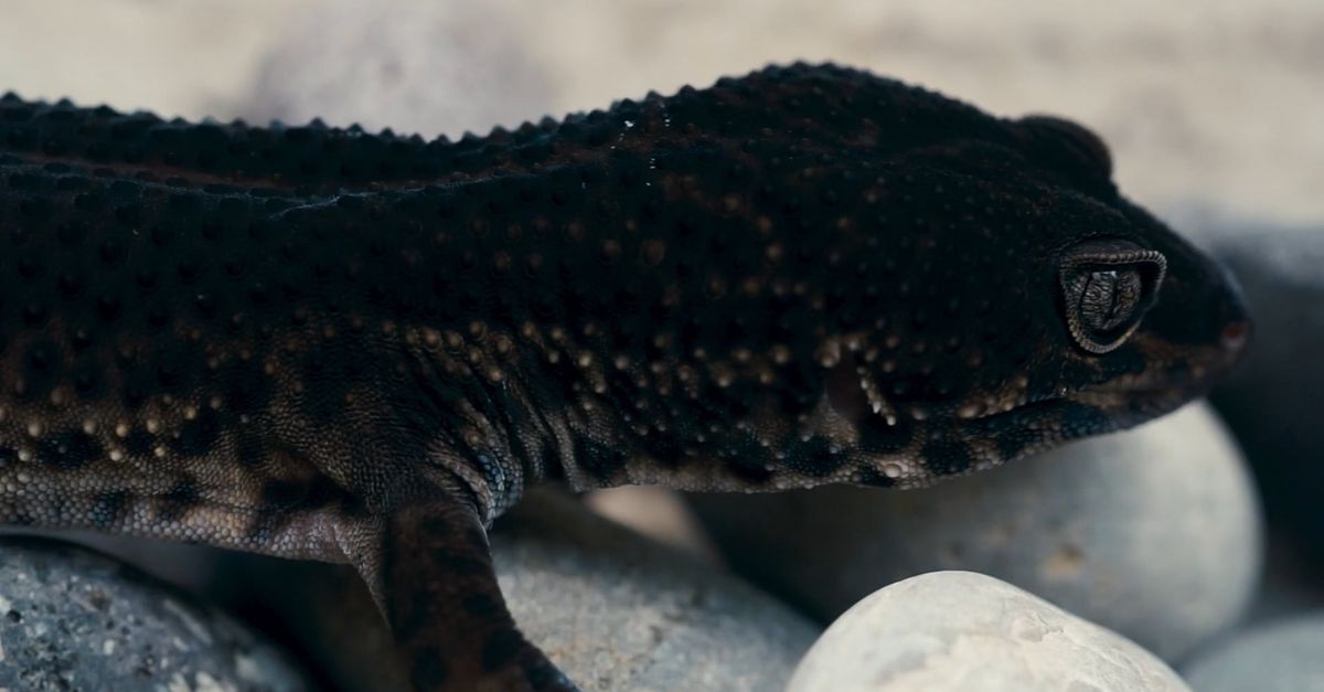 Close up of Black Lizard Free Stock Video Footage, Royalty-Free 4K & HD ...