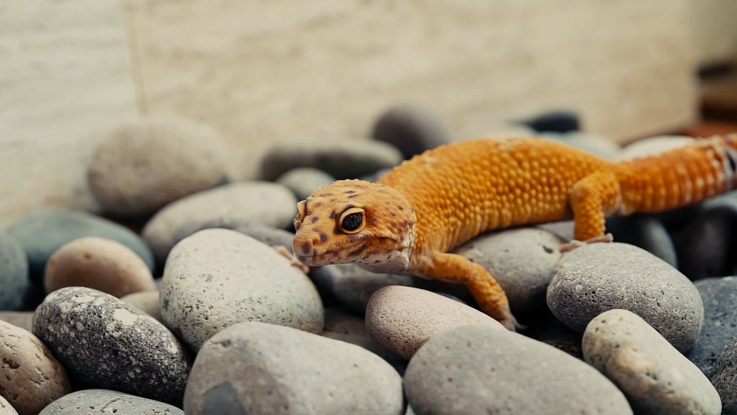 Gecko Videos, Download The BEST Free 4k Stock Video Footage & Gecko HD ...