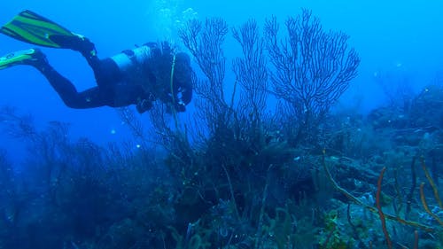 Diver Swimming over Coral Reef