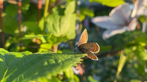 A Butterfly Perched on a Green Leaf 