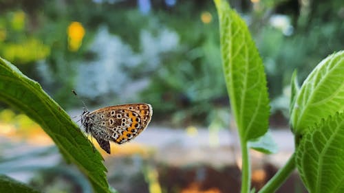 A Butterfly on a Green Leaf