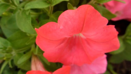 Close-up View Delicate Pink Flower