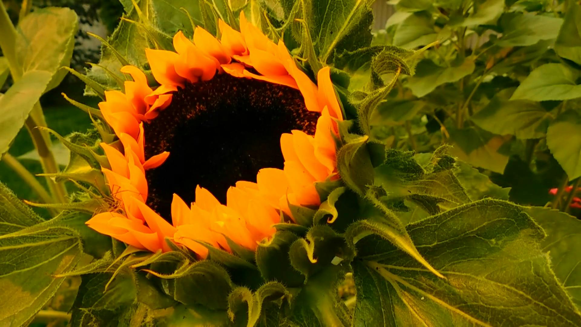 Sunflower Begins to Bloom · Free Stock Video