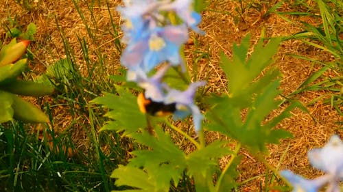 Verbazingwekkende Bumble Bee Bestuivende Bloemen