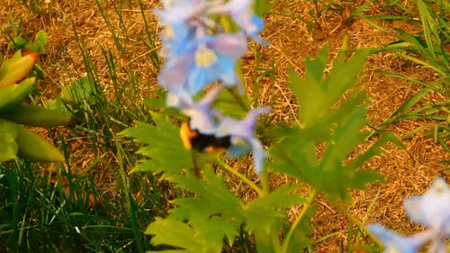 惊人的大黄蜂授粉花