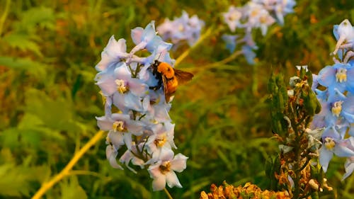 Close-Up Video Of A Bumble Bee