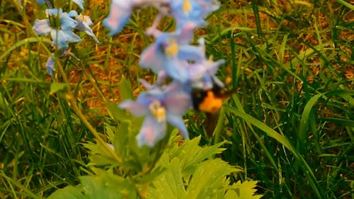 大黄蜂和花的授粉