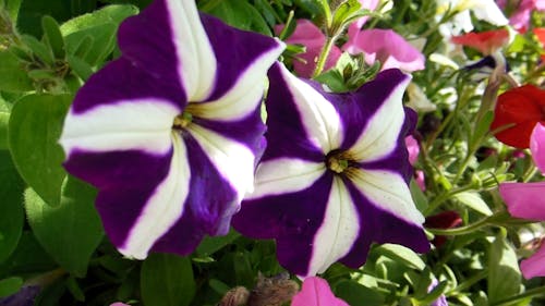 Purple Striped Flowers Video