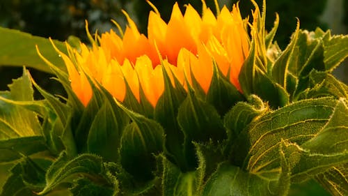 Side View Of A Blooming Sunflower