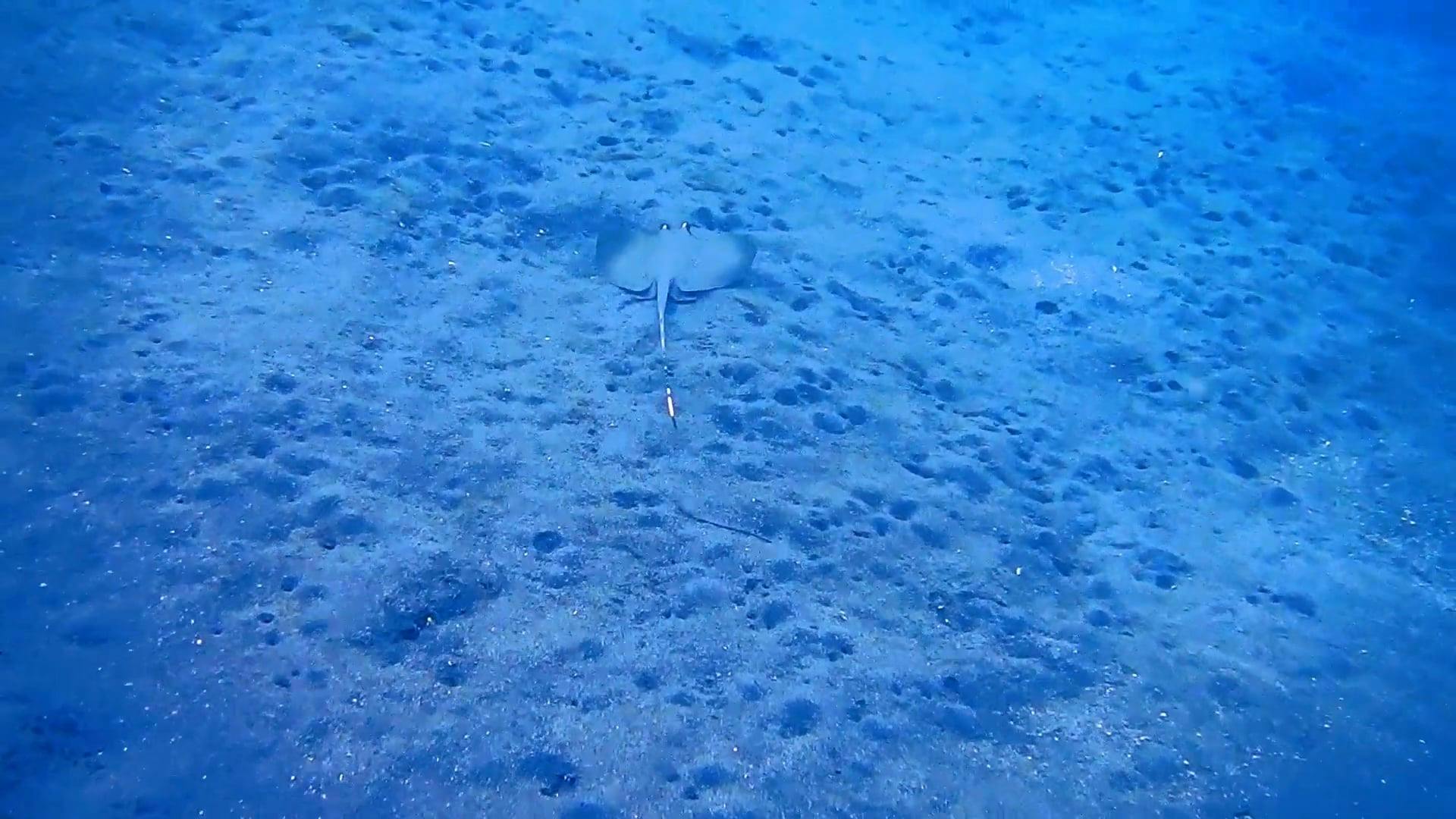 Скат под голубыми водами · Бесплатное стоковое видео