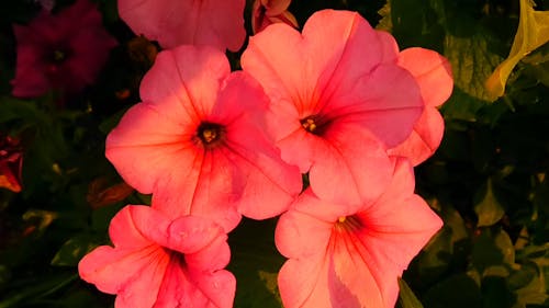 Flowers At Night