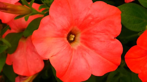 선명한 색상의 피튜니아 꽃