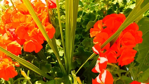 Lindas Flores No Verão