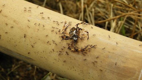 Ants Carrying Spider