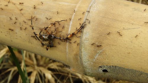 Close up of Ants Carrying Spider