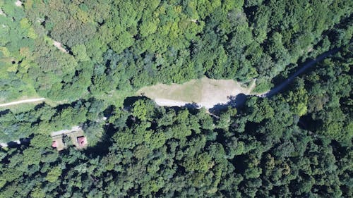 Overhead View of Trees in Forest