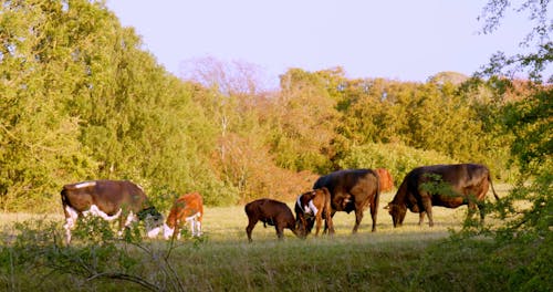 Cattle on Pasture