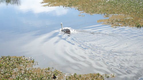 A White Swan Swimming in a Lake 