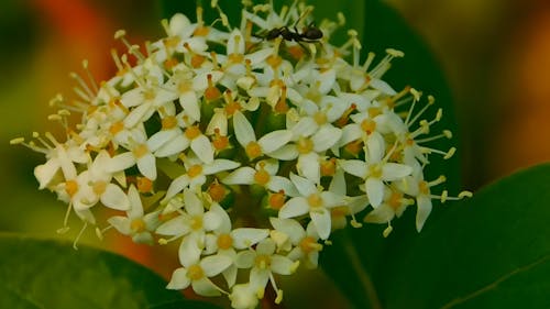 Insecto En Una Flor